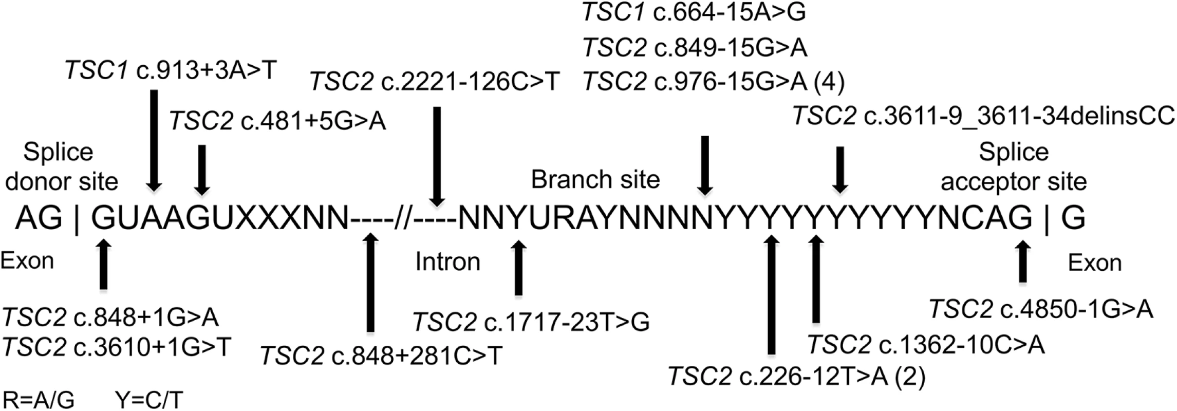 Intronic mutations in 18 TSC NMI subjects.