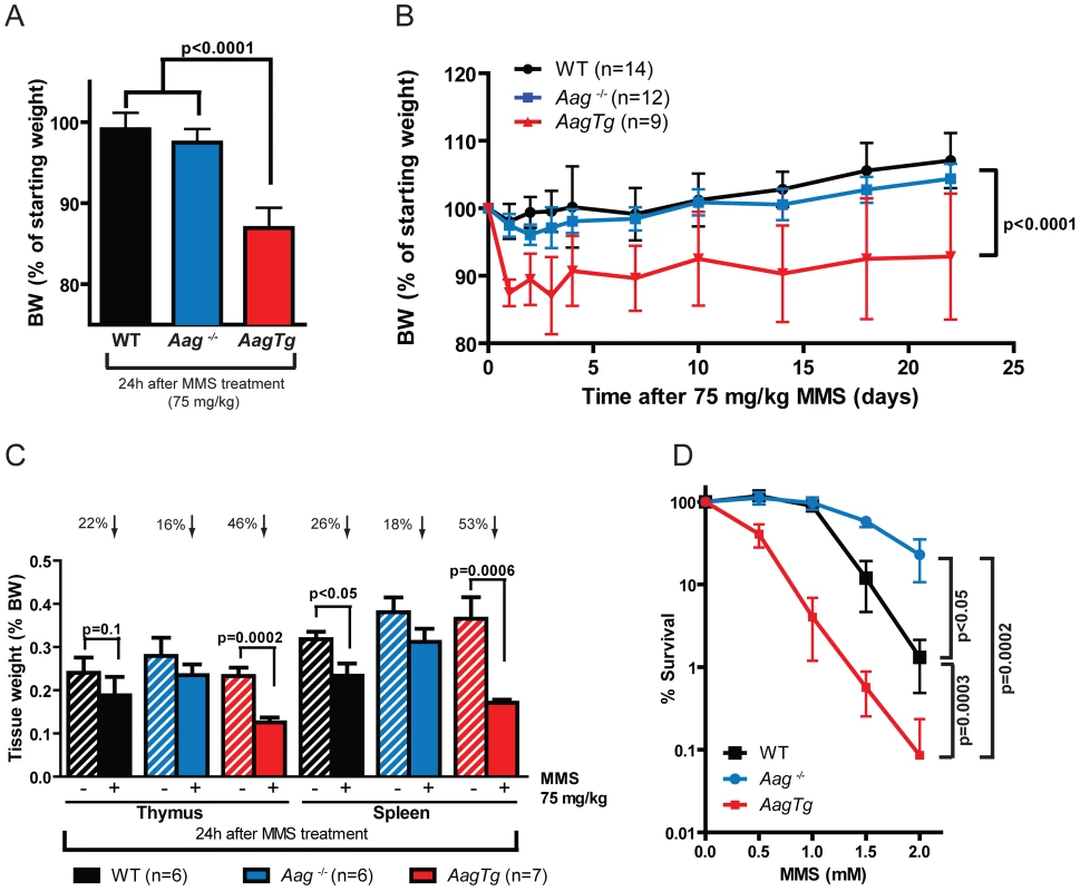 <i>AagTg</i> mice are more susceptible to MMS-induced toxicity.