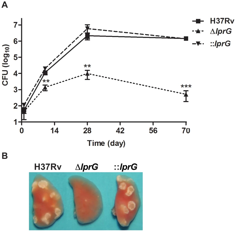 The <i>lprG</i> mutant cannot persist in mouse lung.