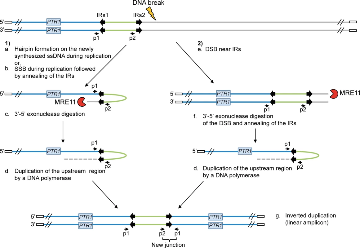 Potential mechanisms for the formation of extrachromosomal linear amplicons.
