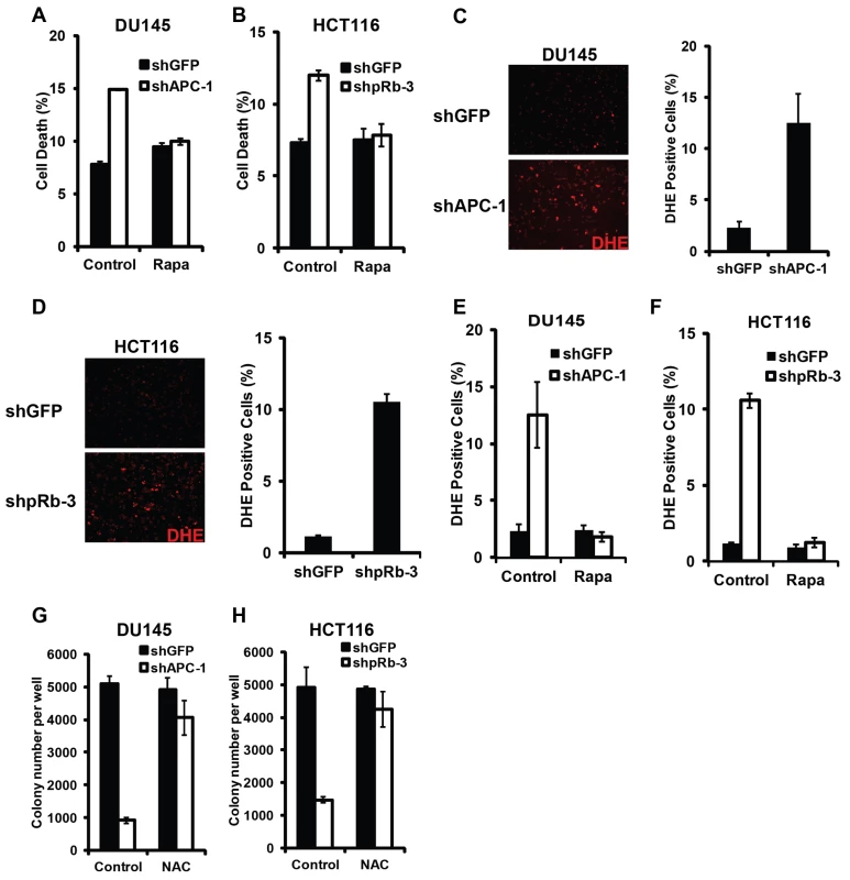 Synergistic cell death induced by hyperactivated Wnt signaling and Rb inactivation require TORC1 activity and involve ROS induction.