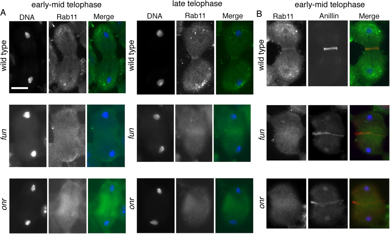 <i>onr and fun mutations</i> disrupt localization of Rab11 protein in dividing spermatocytes.