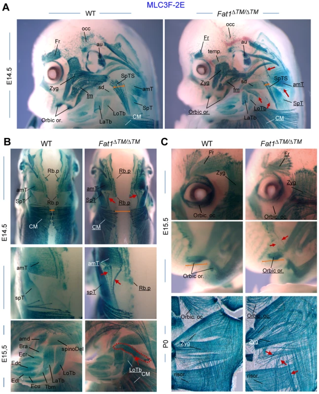 <i>Fat1</i> loss of function alters shapes of selective facial and scapulohumeral muscles.
