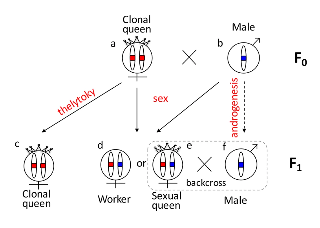 Graphical summary of the unusual reproduction system of <i>V</i>. <i>emeryi</i> and the experimental design.