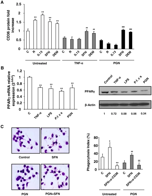 Nrf2 activators promote CD36 and increase <i>P.falciparum</i> clearance by human MDMs in inflammatory conditions.
