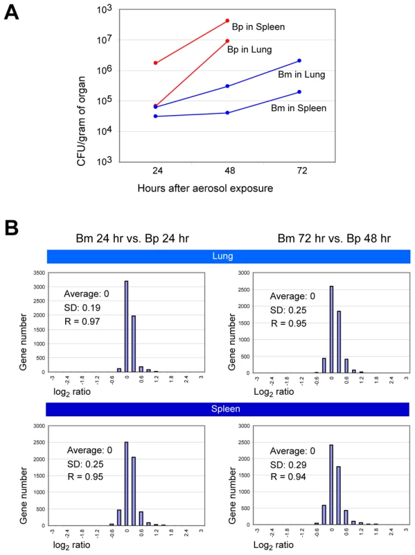 Comparison of <i>in vivo</i> gene expression patterns between <i>B. mallei</i> and <i>B. pseudomallei</i>.