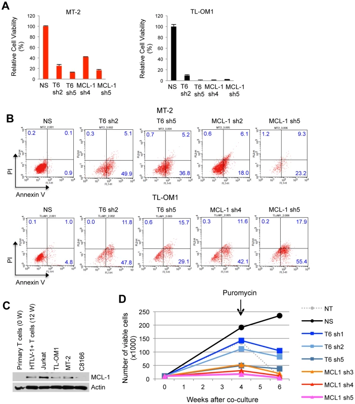 TRAF6 and MCL-1 are required for ATL cell survival and HTLV-1-mediated T-cell immortalization.