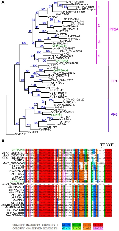 Phylogenetic analysis of PP2A, PP4, and PP6.