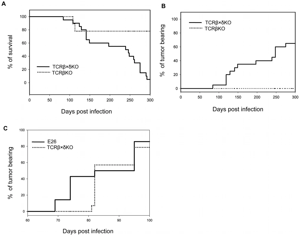 Survival and tumor incidence of PyV-infected TCRβ KO, TCRβ×δ KO and E26 mice.