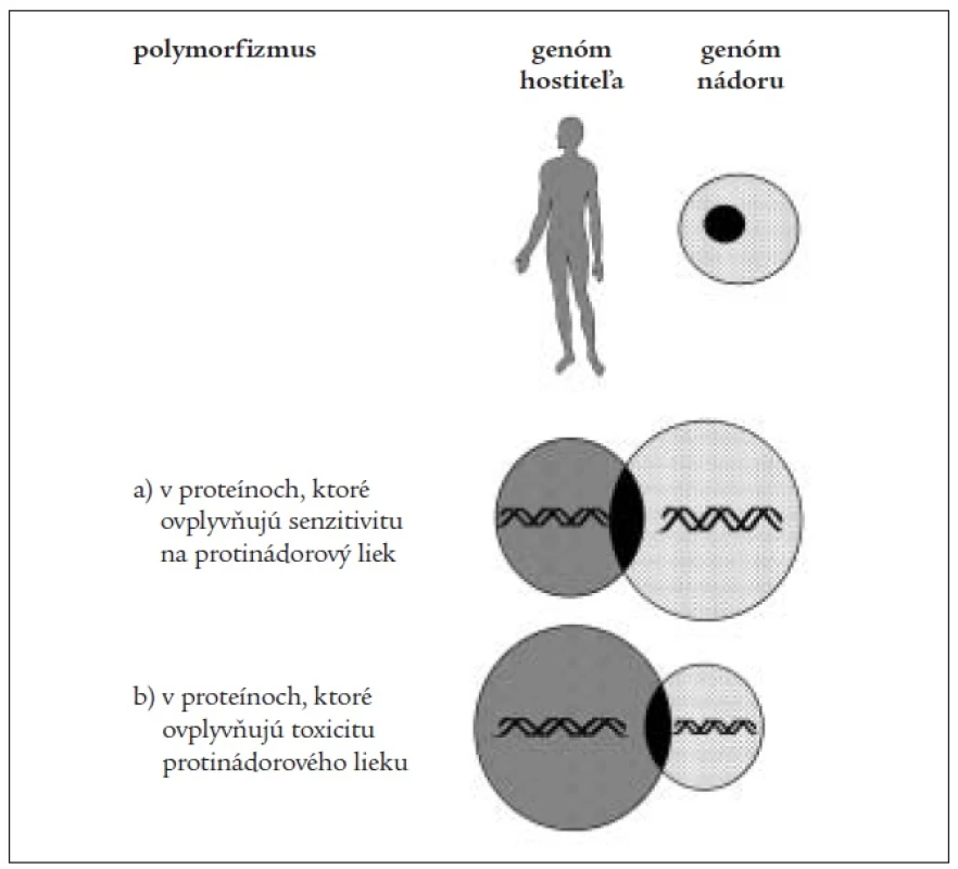 Genetický polymorfizmus v predikcii efektivity a toxicity liečby; voľne podľa [20].