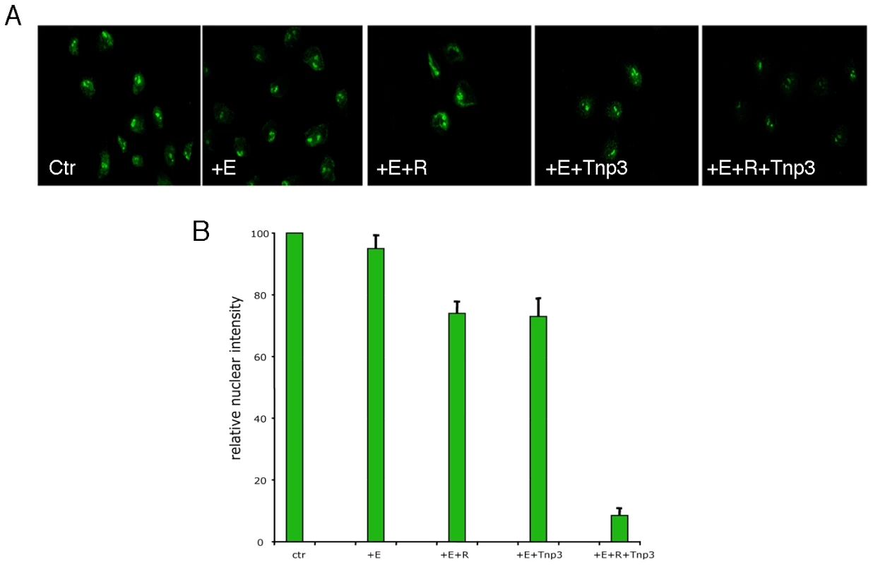 Tnp3 is an export factor for tRNAs incorporated into HIV-1 particles.