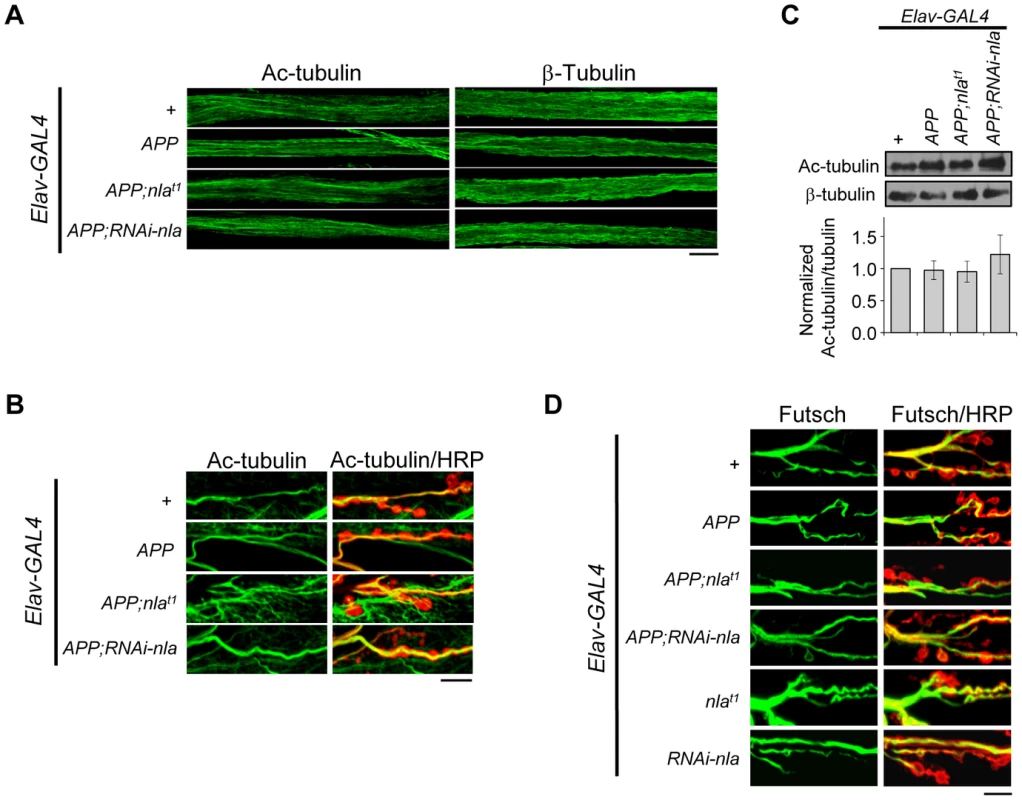 <i>APP</i> overexpression does not alter gross microtubule structure in the axons or NMJ.