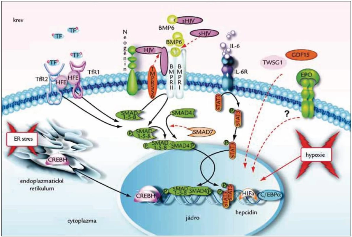 Regulace exprese hepcidinu.
Syntéza hepcidinu je ovlivňována množstvím železa v hepatocytech, hypoxií, úrovní erytropoezy a zánětovými signály. Zásoby buněčného železa ovlivňují dosud neznámým mechanizmem syntézu a uvolnění mediátorů exprese hepcidinu – bone morphogenic proteins (BMPs), zejména BMP6 a sestavení membránového komplexu, který obsahuje receptory BMPR I a II se serintreonin kinázovou aktivitou. 
Vazba BMP6 na tyto receptory aktivuje signální kaskádu, která zahrnuje fosforylaci cytozolické druhých poslů – proteinů SMAD1, SMAD5 a SMAD8 a jejich translokaci do buněčného jádra, kde aktivují transkripce genu pro hepcidin. 
Dalšími bílkovinami, které se uplatňují v regulaci syntézy hepcicinu, jsou neogenin a hemojuvelin. Neogenin se váže na hemojuvelin, stabilizuje jej a pomáhá v jeho odštěpení od membrány. Odštěpení hemojuvelinu je zprostředkováno proteázou TMPRSS6 a regulováno železem. Solubilní hemojuvelin (sHJV) pak soutěží s BMP6 o vazbu na signální komplex receptorových kináz (BMPR I a II), a snižuje tak produkci hepcidinu. Hemojuvelin je tak negativním regulátorem hepcidinu, podobně jako SMAD7 a proteáza TMPRSS6. 
Signály pro syntézu hepcidinu poskytuje také množství transferinového železa v krevní plazmě. Senzorem je komplex transferinových receptorů TfR1, TfR2 s proteinem HFE na membráně hepatocytu, které v závislosti na množství extracelulárního železa předávají do buněčného jádra signál k syntéze hepcidinu. Expresi hepcidinu dále ovlivňují mediátory zánětu, zejména interleukin 6 (IL-6), který stimuluje syntézu hepcicinu prostřednictvím signálního proteinu STAT3. 
Syntéza hepcidinu je dále stimulována, pokud je metabolizmus hepatocytu patologicky vystupňován. K tomu dochází např. při všech typech zánětů jater, cirhóze a alkoholizmu, tento stav je označován jako stres endoplazmatického retikula. Za těchto okolností se z endoplazmatického retikula hepatocytů uvolní signální bílkovina c-AMP responsive element binding protein H (CREBH), který v jádře aktivuje transkripci hepcidinového genu. Mezi inhibiční signály pro syntézu hepcidinu patří senzor buněčného kyslíku – hypoxia inducible factor (HIF), erytropoietin (Epo) a dále signály, vypovídající o úrovni erytropoézy. Povaha těchto signálů není v současnosti přesně známa, ale předpokládá se, že plazmatické hladiny 2 proteinů – growth differentiation factor 15 (GDF15) a twisted gastrulation protein homolog 1 (TWSG1) – jsou nějakým způsobem spjaty s úrovní erytropoézy v kostní dřeni. Obrázek převzat se svolením [90]. 