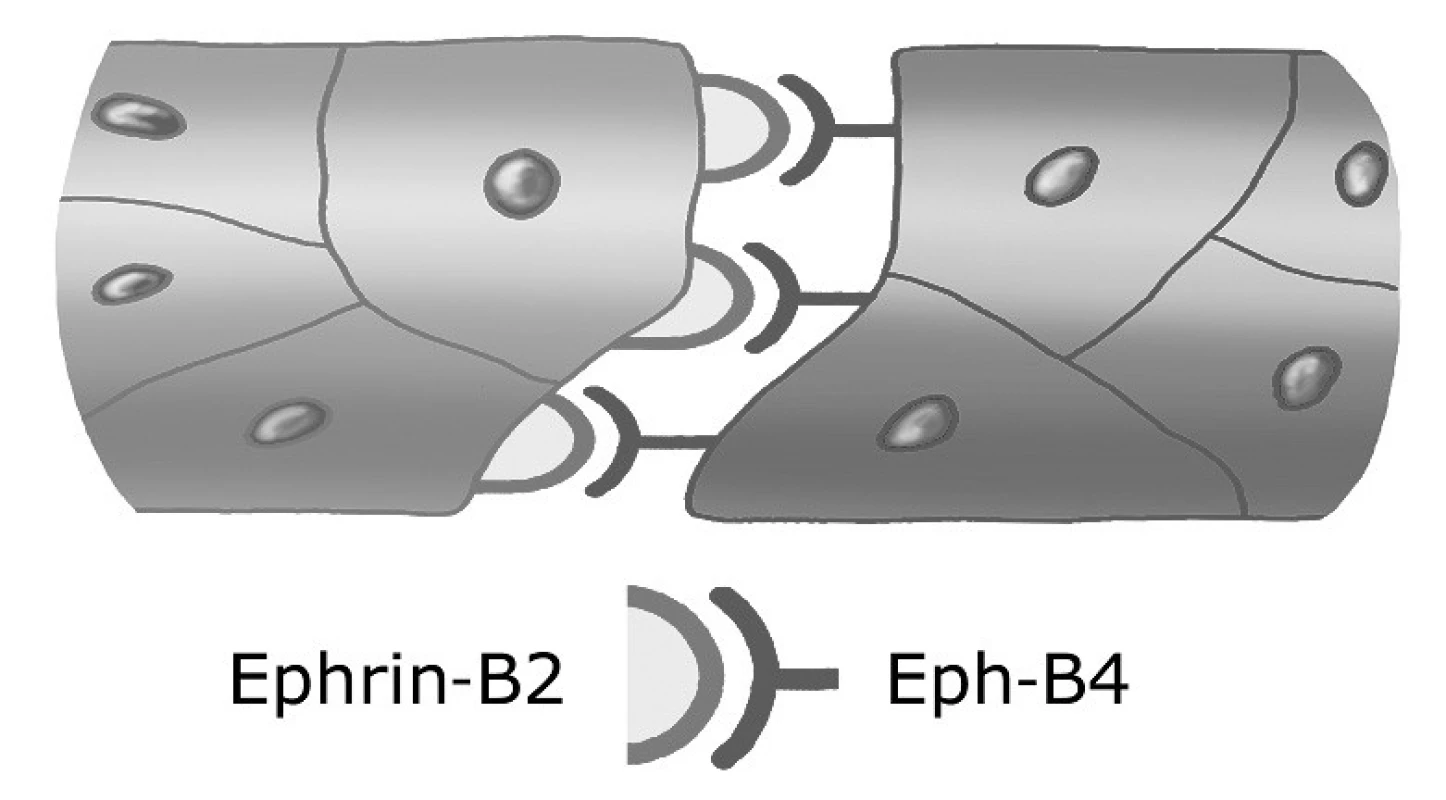 Interakce arteriálních a venózních úseků kapilár Mediátorem této interakce je ligand ephrin-B2 exprimovaný arteriálním endotelem a jeho receptor Eph-B4 na venózním endotelu.