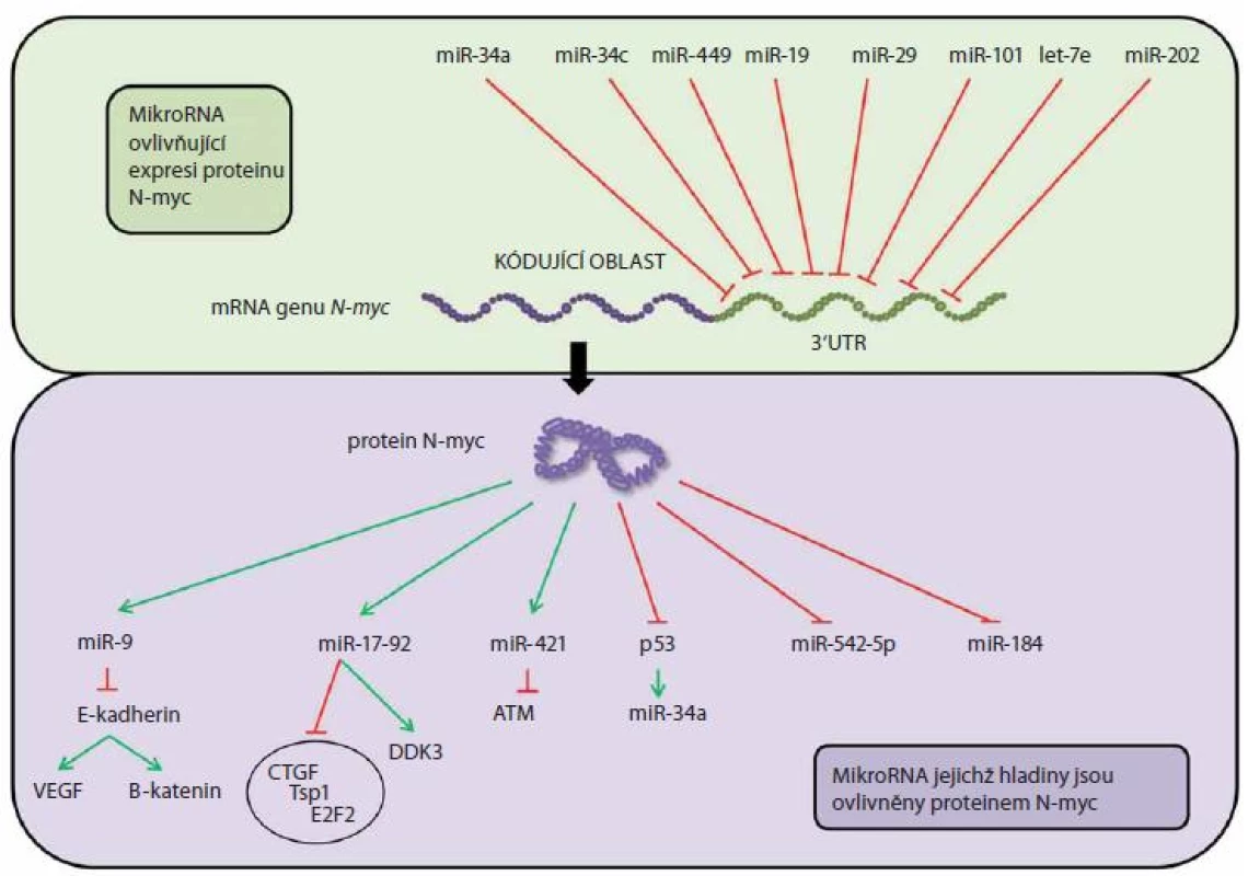 Vztah mezi N-MYC proteinem a miRNA u neuroblastomu.