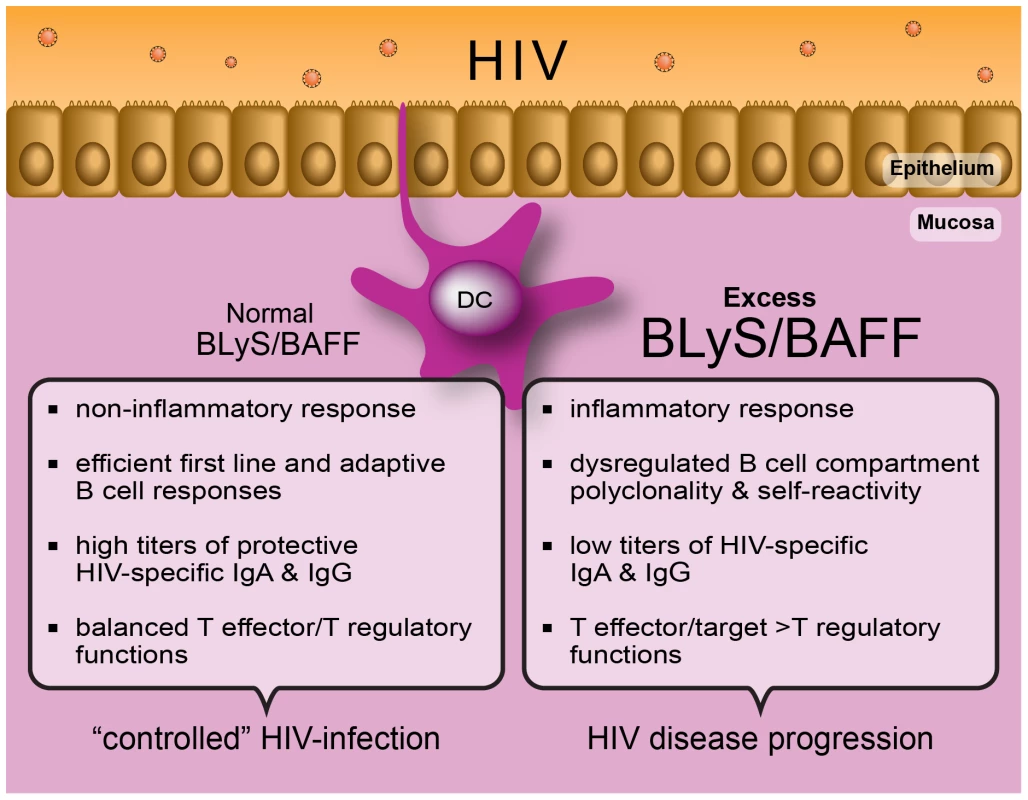 The capacity to control immune homeostasis at mucosal sites, where the main battle against HIV takes place, is reflected by a normal “non-inflammatory” BLyS/BAFF expression status.