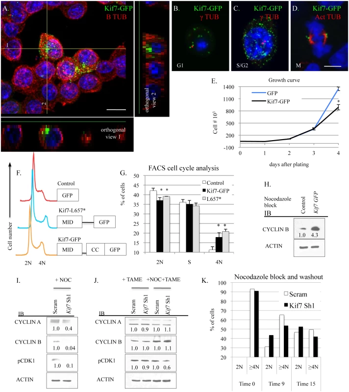 KIF7 regulates mitotic exit in mouse lung epithelial cells.