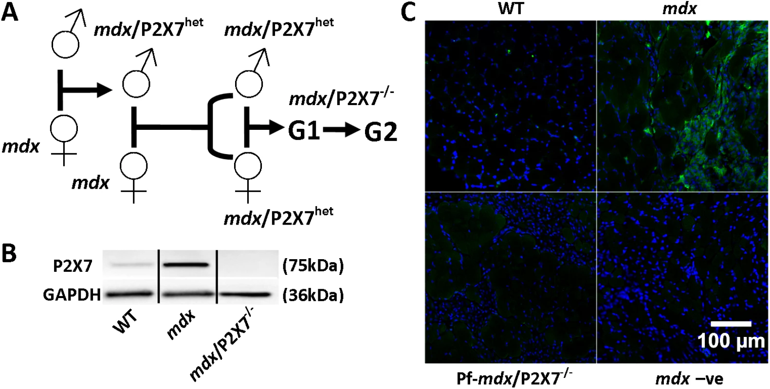 Generation and characterization of <i>mdx</i>/P2X7<sup>−/−</sup> mice.