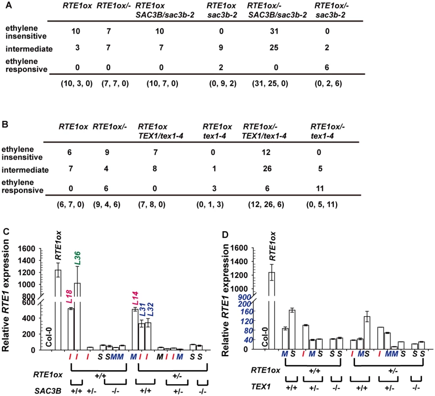 Analyses for the ethylene response phenotype and <i>RTE1</i> expression in <i>35S:RTE1</i>-containing individuals.
