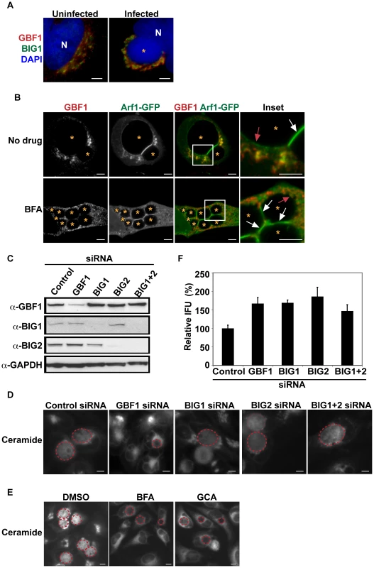 GBF1 function is required for SM acquisition but not for <i>C. trachomatis</i> replication.