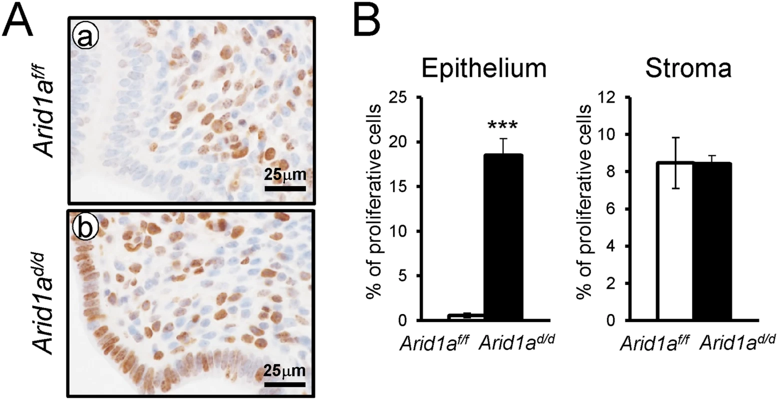 The epithelial proliferation is highly increased in <i>Arid1a</i><sup><i>d/d</i></sup> mice.