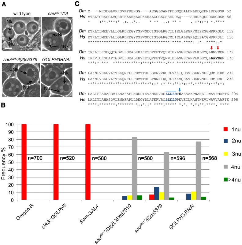 <i>Drosophila</i> GOLPH3 is required for spermatocyte cytokinesis.