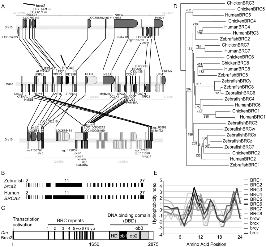Zebrafish <i>brca2</i> genomics and Brca2 structure.