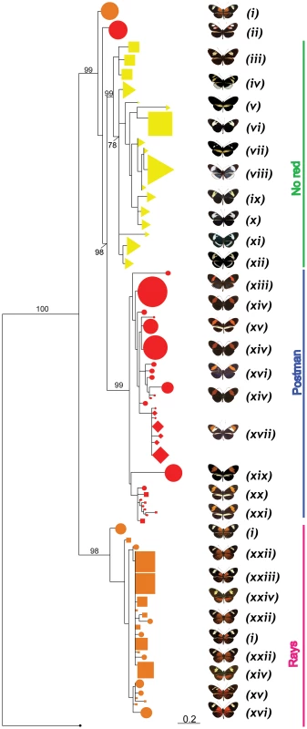 Phylogenetic clustering at HmB453k inferred by Maximum Likelihood.