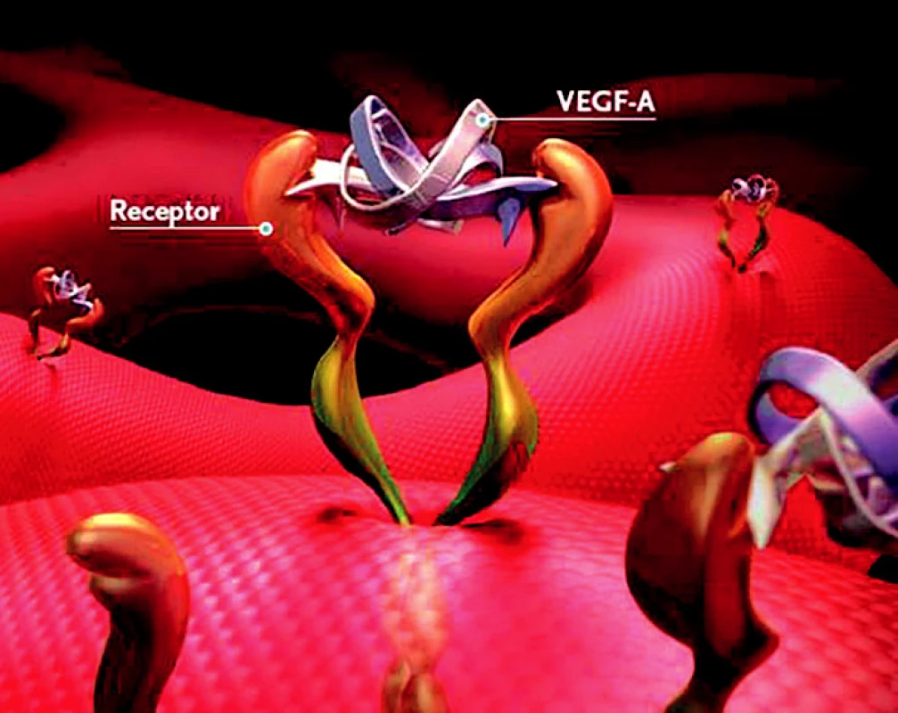 vazba VEGF-A na receptor