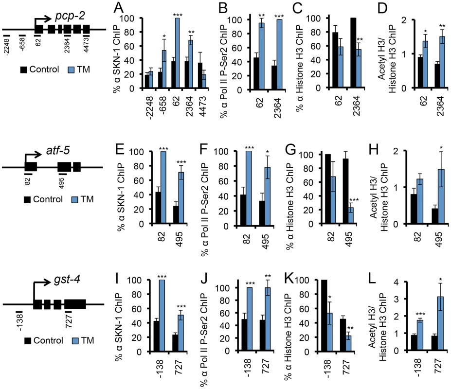 SKN-1 directly regulates target genes during the UPR.