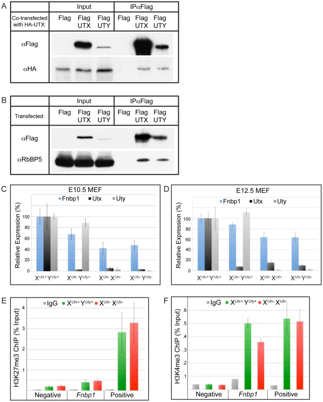 UTX and UTY associate in common protein complexes and are capable of H3K27 demethylase independent gene regulation.