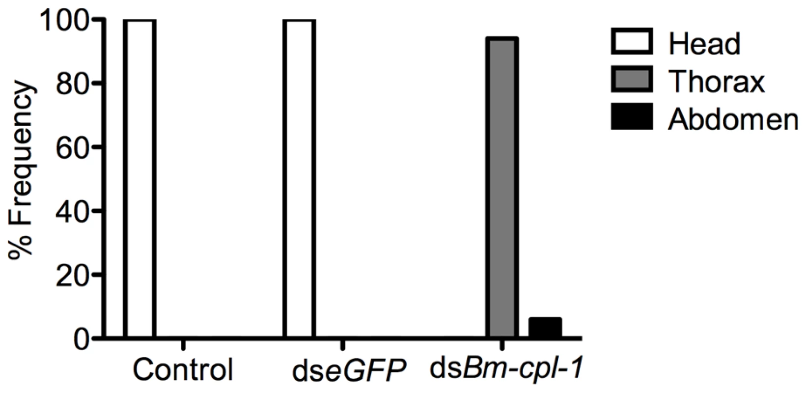 dsRNA <i>Bm-cpl-1</i>-exposed <i>B. malayi</i> fail to migrate to the head of the mosquito.