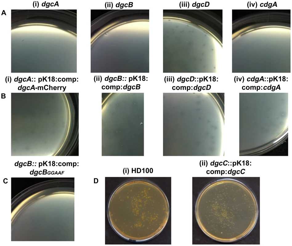 Predatory and axenic growth on agar plates.