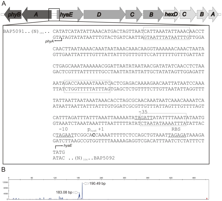 Schematic representation of the <i>P. multocida</i> serogroup A capsule biosynthetic locus and identification of the <i>hyaE</i> transcriptional start site.