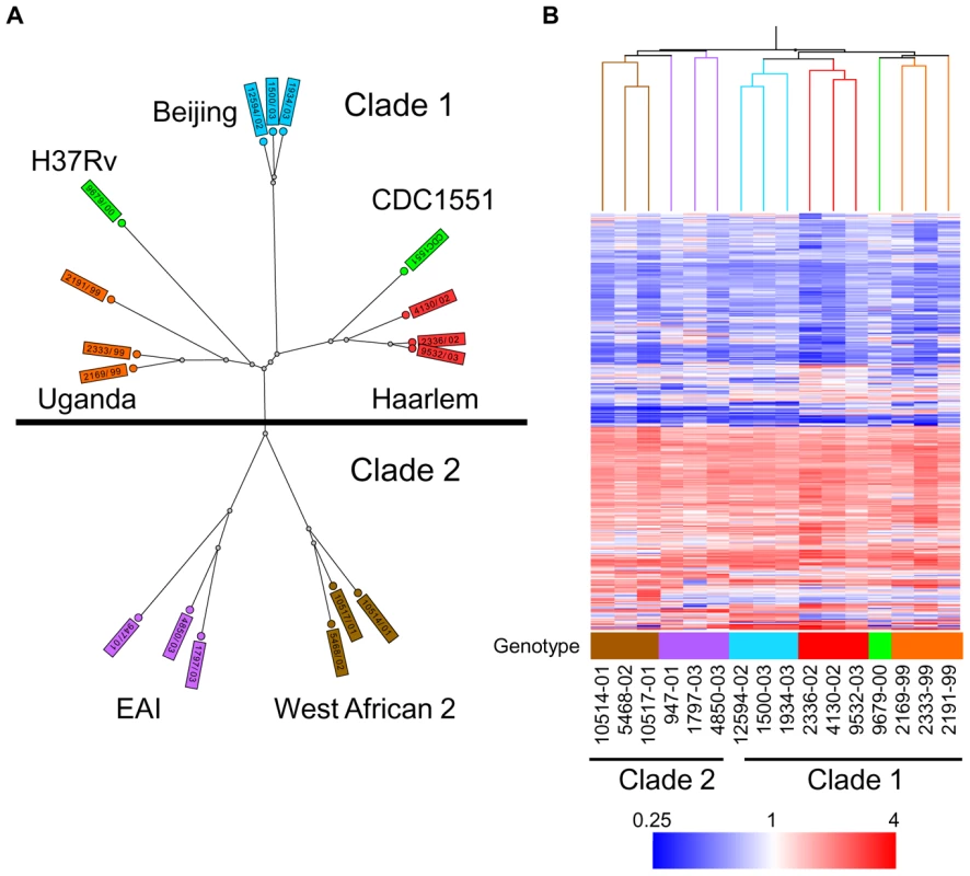 Genetic and transcriptome diversity of <i>M. tuberculosis</i> complex (MTC) clinical isolates.