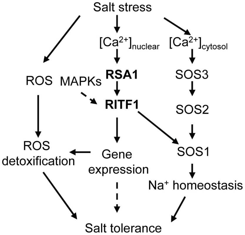 A working model for RSA1 and RITF1 function under salt stress.