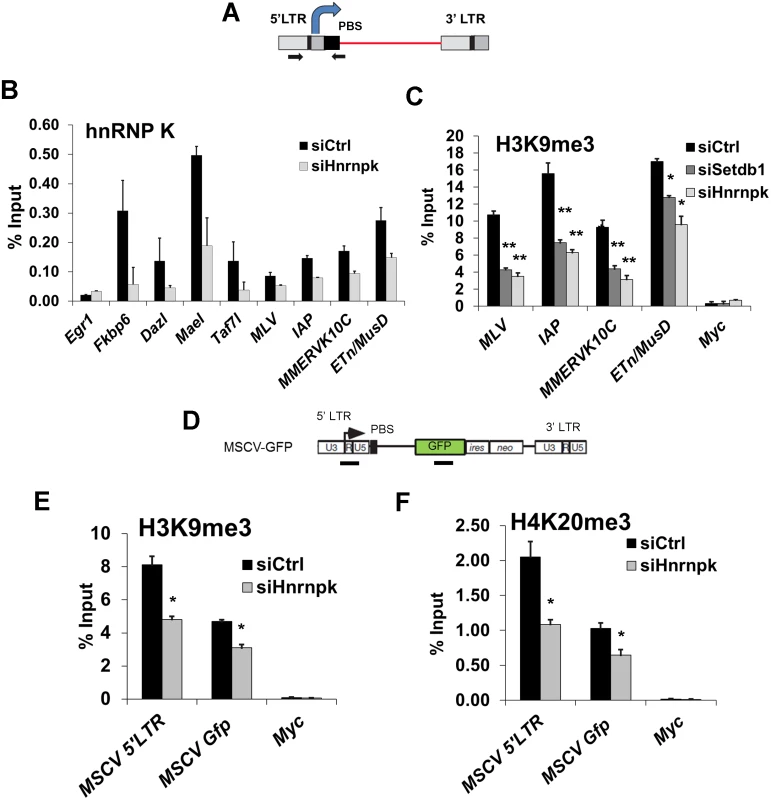 hnRNP K is bound at ERVs and is required for H3K9me3 deposition at proviral chromatin.