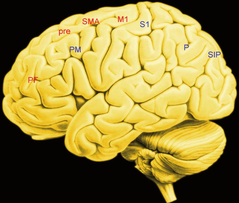 Zevní plocha levé hemisféry – uzly obvodú, jejichž činnost je podkladem volní akce