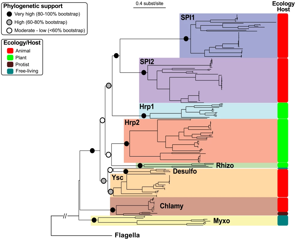 Concatenate phylogeny of the core NF-T3SS proteins with flagellar homologs.