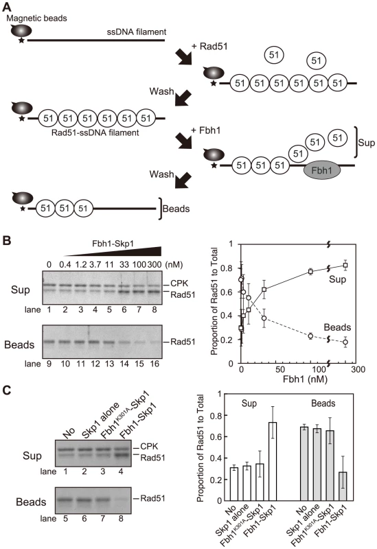 Disruption of Rad51-ssDNA filaments is dependent on Fbh1 helicase/translocase activity.