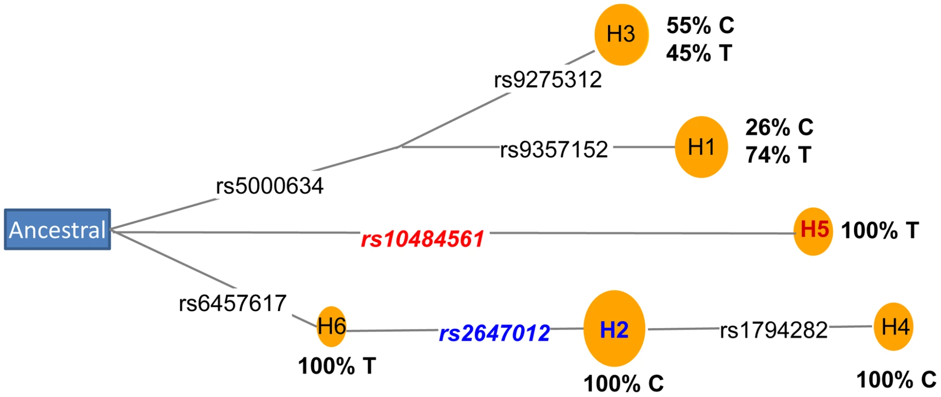 Coalescence analysis of rs2647012 and rs10484561.