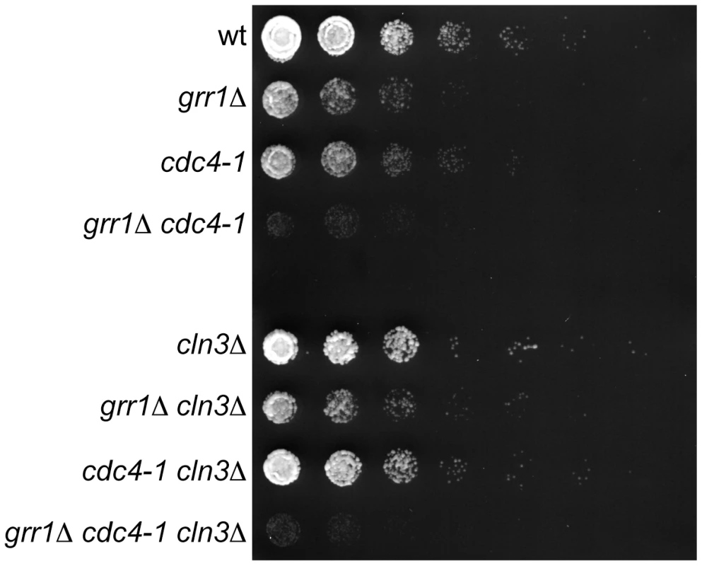 Genetic interaction between <i>CDC4</i> and <i>GRR1</i>.