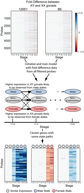 A Hidden Markov Model (HMM) to identify patterns of dimorphic expression in the gonad transcriptome.