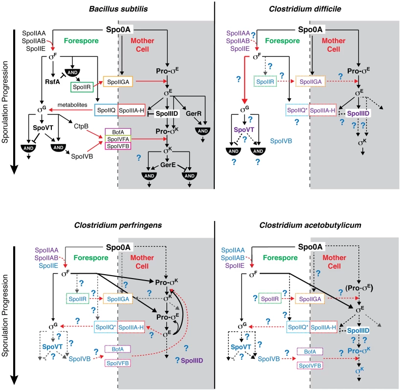 Comparison of sporulation regulatory network architecture in the Firmicutes.