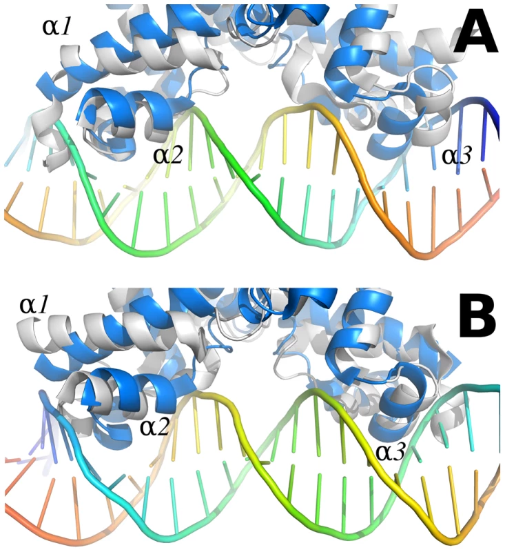Comparison between the SmeT-Triclosan (in grey) and the QacR-DNA complex (in blue) structures.