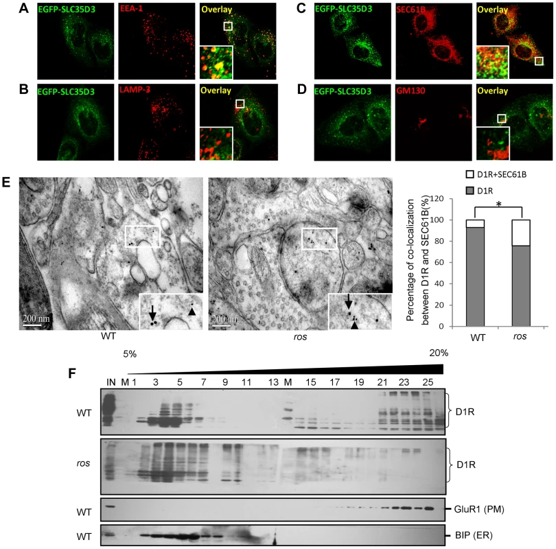 Subcellular localization of SLC35D3 protein and the effect of SLC35D3 on trafficking of D1R.