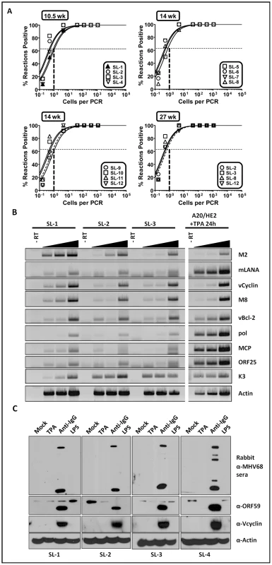 Analyses of viral genome frequency, viral gene expression and induction of virus reactivation from MHV68 immortalized B cell lines.