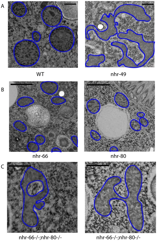 <i>nhr-49</i> mutants show abnormal mitochondrial morphology.