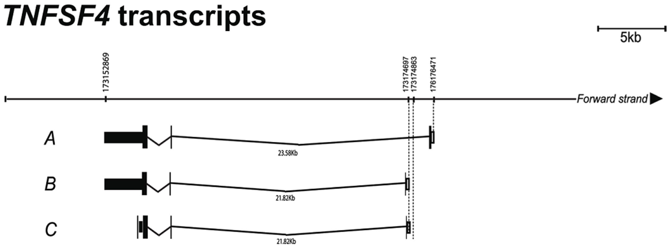 Confirmation of <i>TNFSF4</i> start site and splice variants.