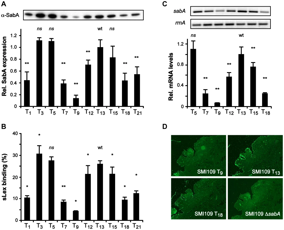 The T-tract length alters sLex-receptor binding activity by affecting <i>sabA</i> mRNA levels in <i>H. pylori</i>.